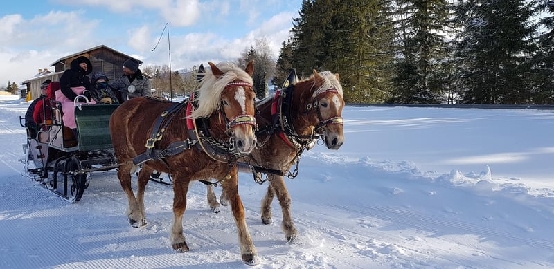 Unicorn Carriage Rides
